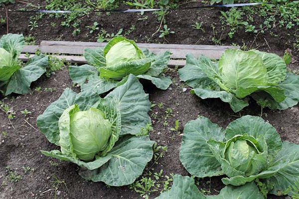 how to fight aphids on cabbage