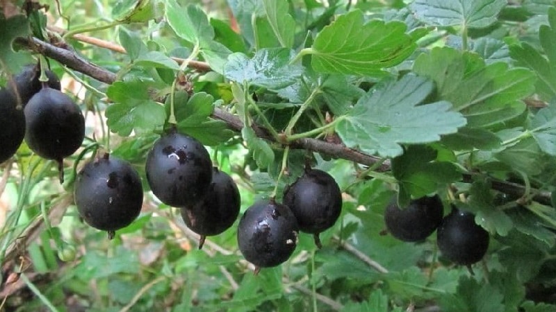black gooseberry description