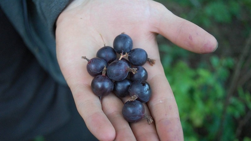 How many calories are royal berries and is it possible to eat gooseberries while losing weight?