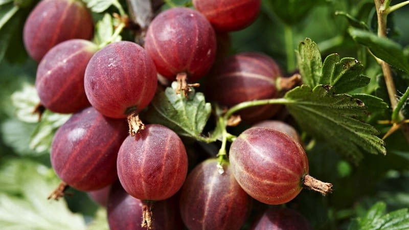 Young, increasingly popular gooseberry variety Krasnoslavyansky from Russian breeders