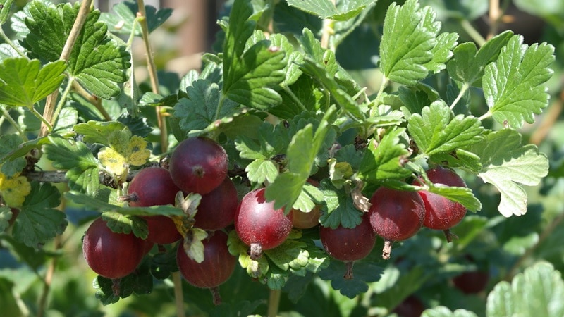 Young, increasingly popular gooseberry variety Krasnoslavyansky from Russian breeders