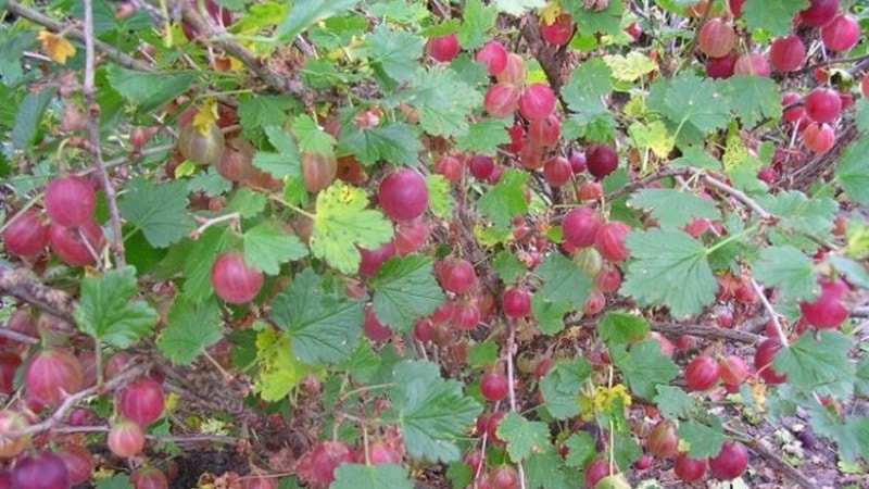 Gooseberry Krasnoslavyansky
