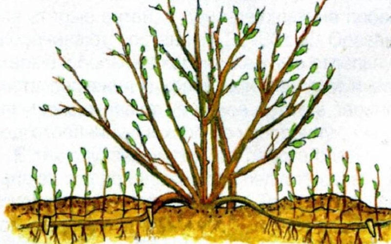 Young, increasingly popular gooseberry variety Krasnoslavyansky from Russian breeders
