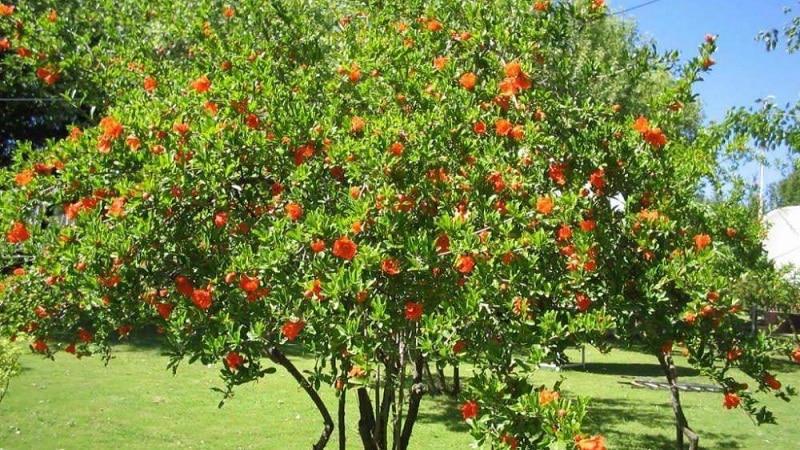 pomegranate tree