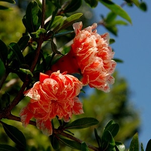 What is a pomegranate - a berry or a fruit?