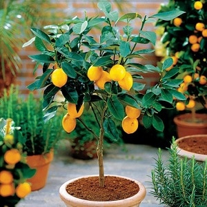 lemon varieties