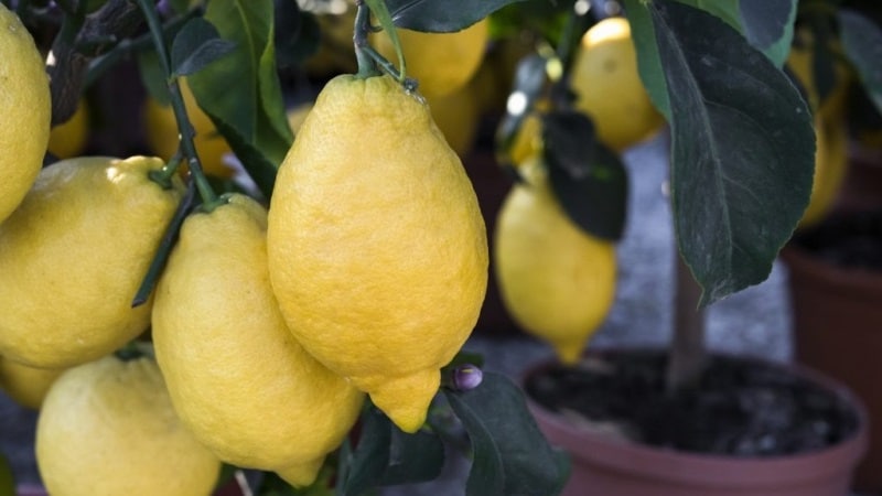 New Zealand lemon