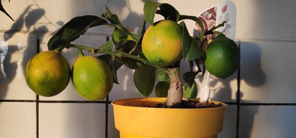 Description of types and varieties of lemons