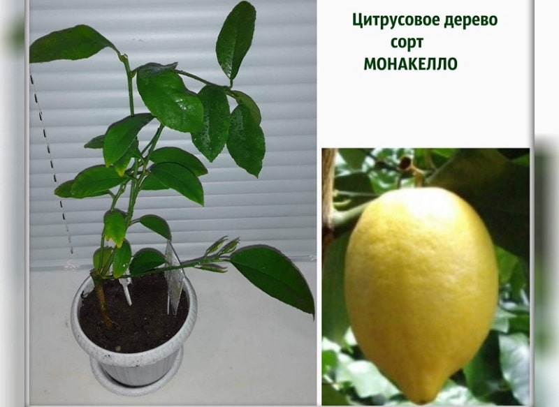 varieties of indoor lemons