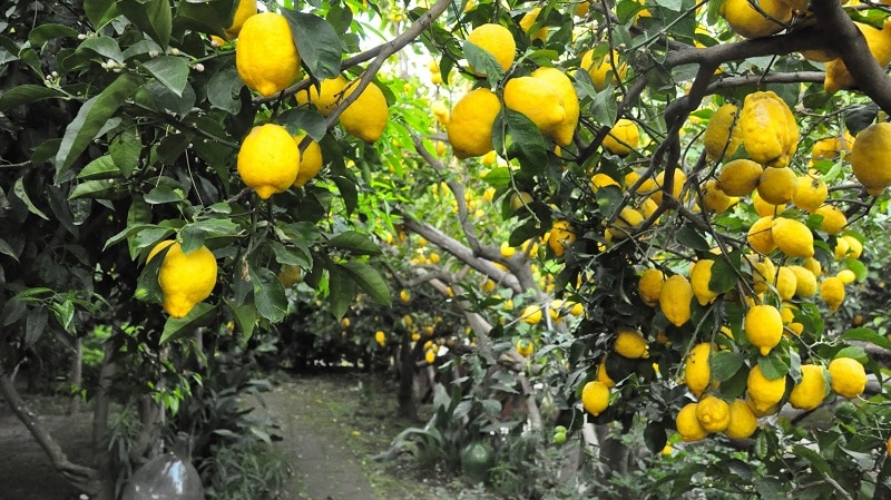 what kind of lemons are there?