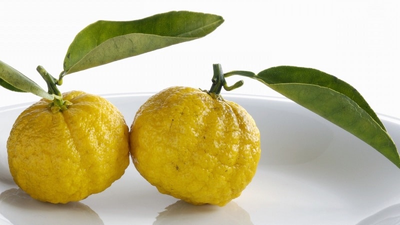 Japanese lemon