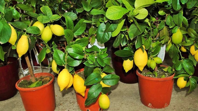 types of lemons