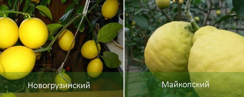 New Georgian lemon