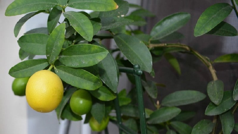 Description of types and varieties of lemons