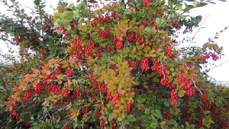 what does barberry look like