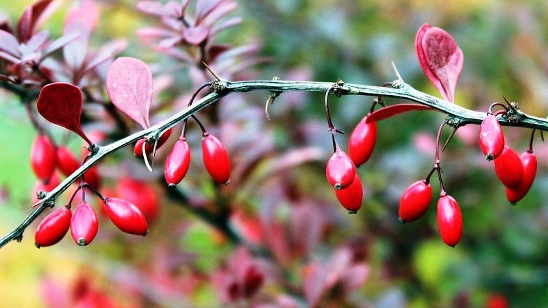 barberry fruit