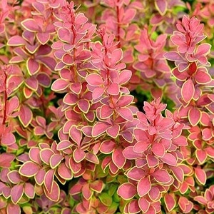 When does barberry bloom?