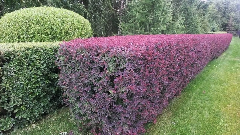 What does barberry look like and what is it?