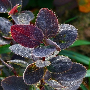 What does barberry look like and what is it?