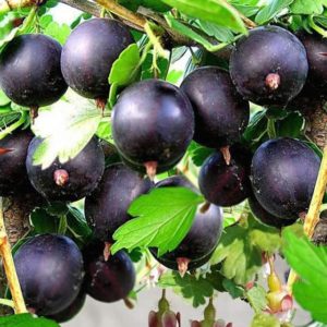 Gooseberry African