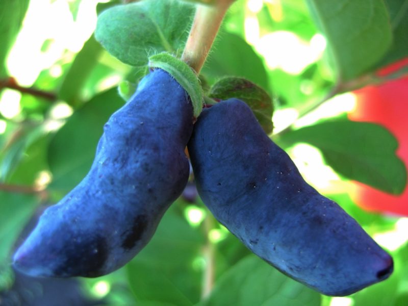 High-yielding sweet variety of honeysuckle Indigo jam