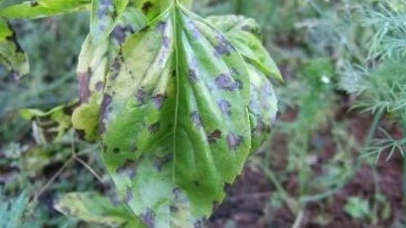 basil diseases