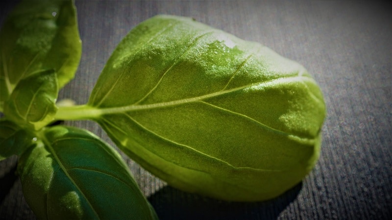 basil diseases and how to combat them photo