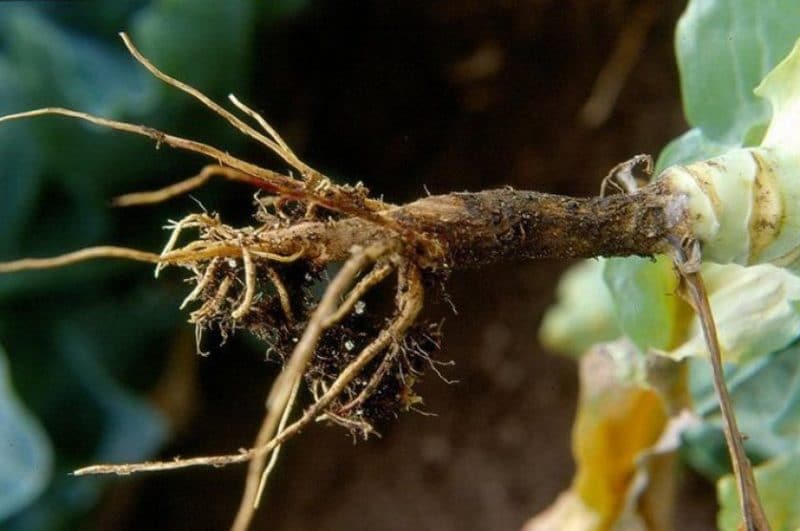 Diseases and pests of Chinese cabbage