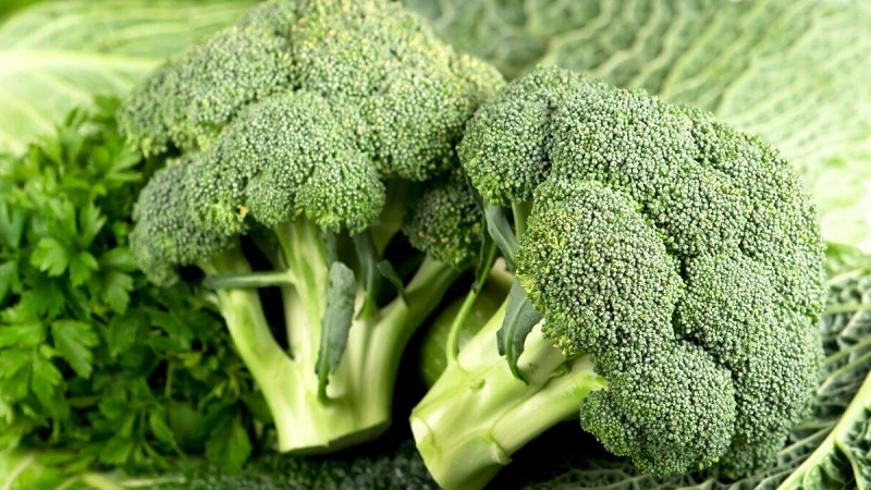 broccoli varieties