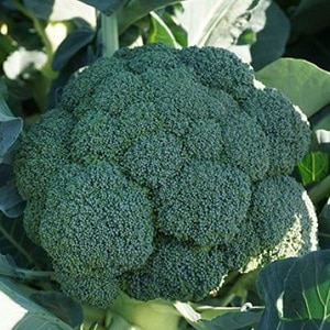 types of broccoli