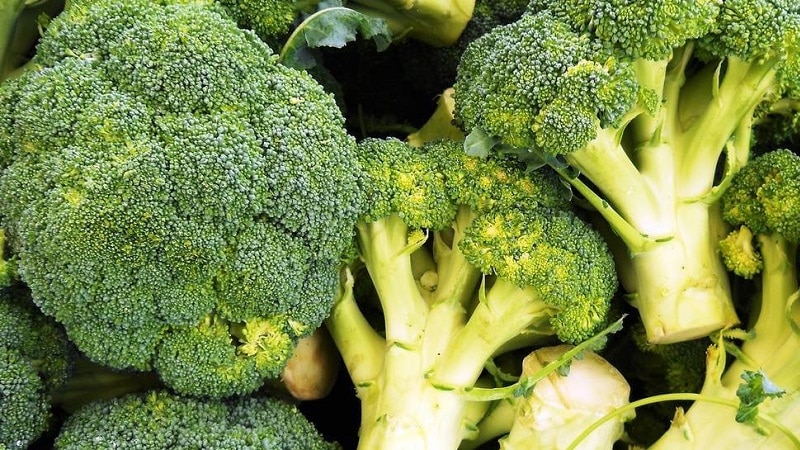broccoli varieties photo with name
