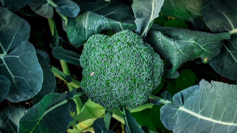 broccoli varieties