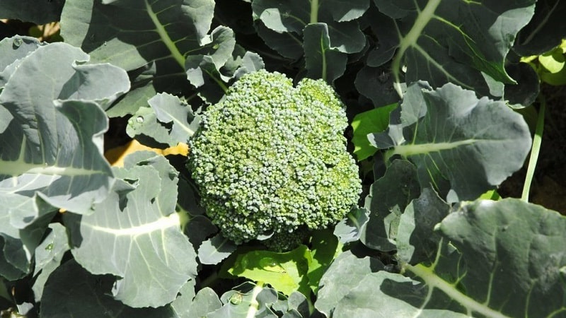 broccoli seeds best varieties for open ground