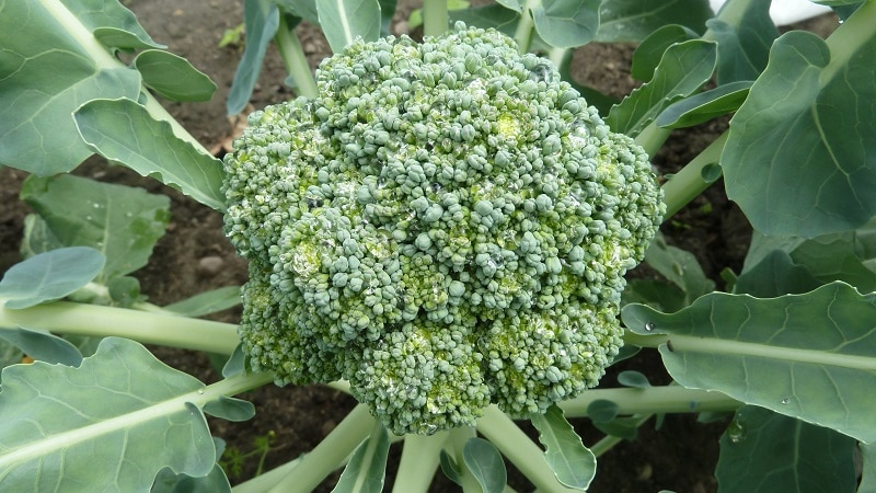 types of cabbage photos names of broccoli
