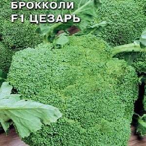 the best varieties of broccoli for the middle zone