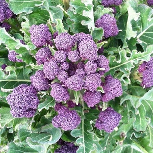 best varieties of broccoli