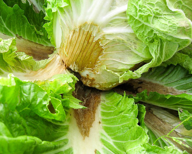 Chinese cabbage disease, middle brown