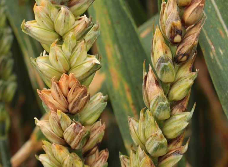 Fusarium wheat photo