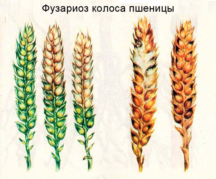 Fusarium head blight of wheat
