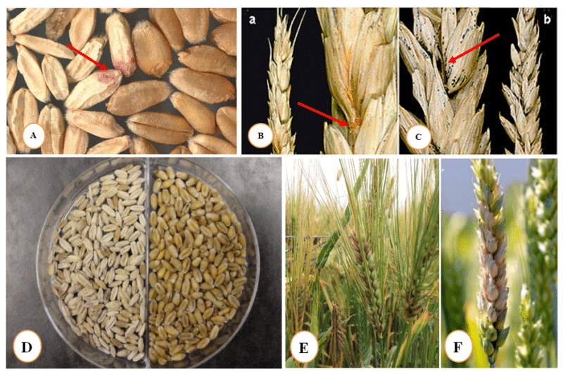 What is fusarium blight on wheat and how to fight it