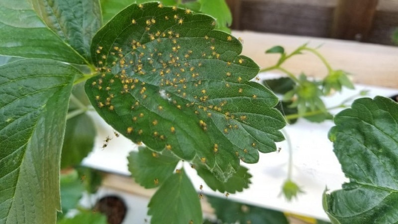 How to deal with spider mites on gooseberries easily and effectively