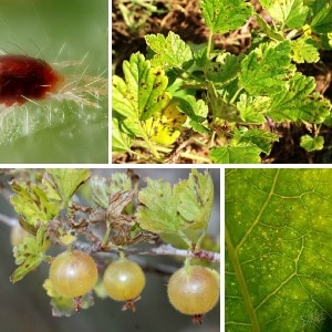 how to fight spider mites on gooseberries
