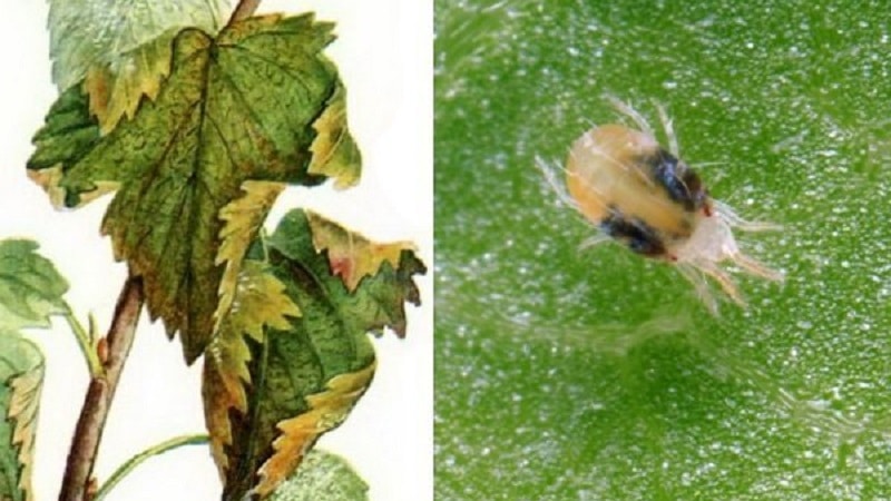 how to get rid of cobwebs on gooseberries