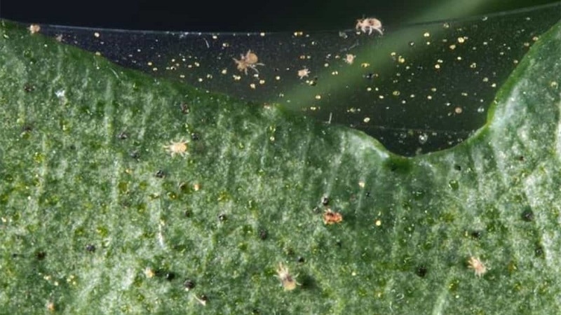spider mites on gooseberries
