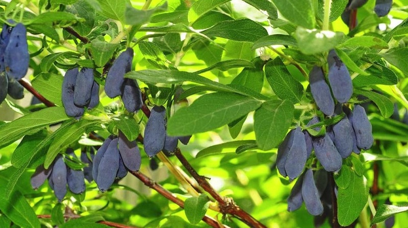 how to increase honeysuckle harvest