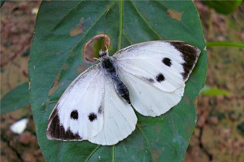 Diseases and pests of Chinese cabbage
