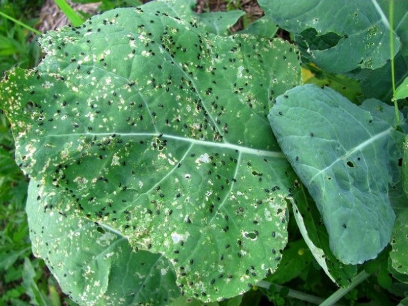 Diseases and pests of Chinese cabbage