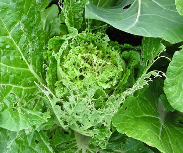 Diseases and pests of Chinese cabbage