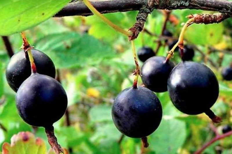 African gooseberry description
