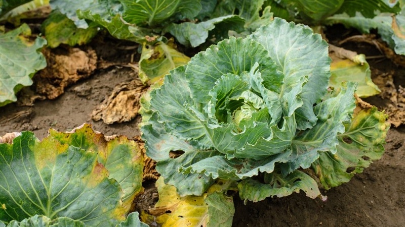 Measures to combat clubroot on cabbage